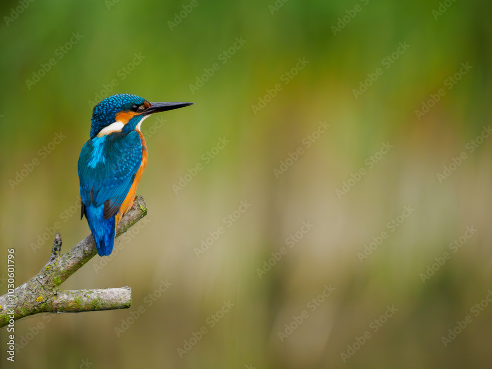 Kingfisher perched on a branch looking out to the right Kingfisher perched on a branch looking out to the right