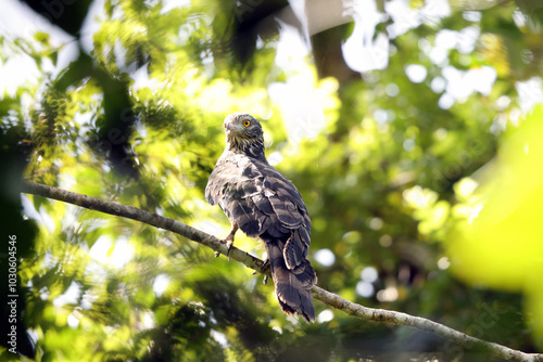 The long-tailed honey buzzard (Henicopernis longicauda) is a bird of prey in the family Accipitridae. It is found in New Guinea.