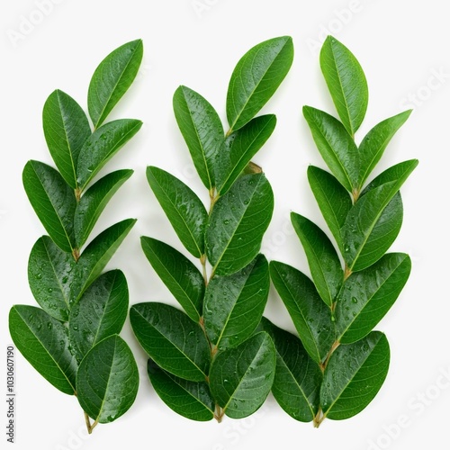 Ora-pro-nóbis Green leaves isolated on white background. Flat lay, top view.
