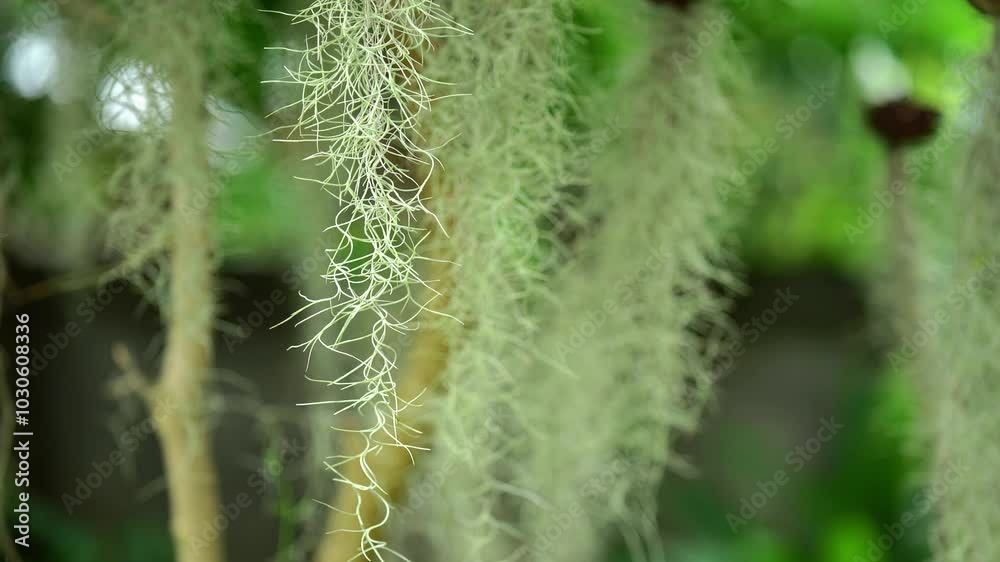 Lush Greenery and Organic Texture Close Up of Hanging Spanish Moss in Natures Botanical Serenity