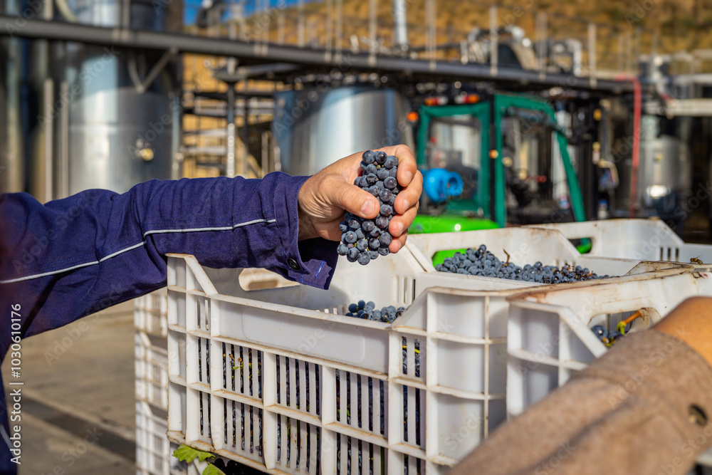 A worker holding a cluster of freshly harvested grapes in front of processing facility A worker holding a cluster of freshly harvested grapes in front of processing facility