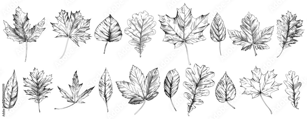 Hand drawn autumn leaves set. Black and white engraved ink art collection. Isolated leaf illustration element on white background. Hand drawn autumn leaves set. Black and white engraved ink art collection. Isolated leaf illustration element on white background.
