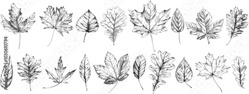 Wallpaper Mural Hand drawn autumn leaves set. Black and white engraved ink art collection. Isolated leaf illustration element on white background. Torontodigital.ca