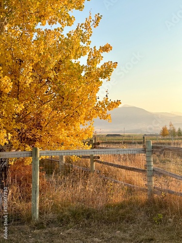 autumn colors aspen trees, rustic fenceline with mountain views. Sun photo