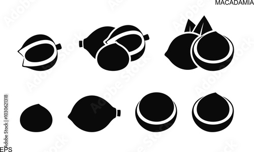 Macadamia nut set. Logo. Isolated macadamia nut on white background