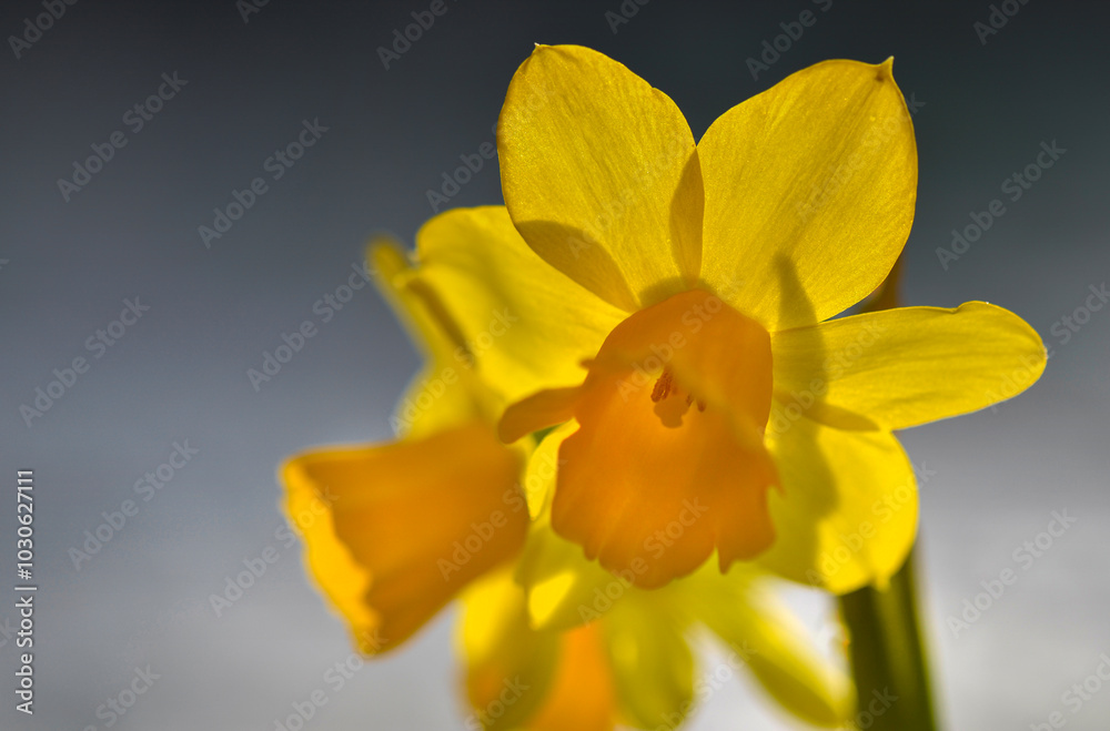 narcissus blooming with yellow petals in naturel light isolated on dark background narcissus blooming with yellow petals in naturel light isolated on dark background
