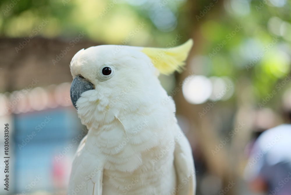 The white cockatoo (Cacatua alba) - Close up details of the white parrot, the white parrot in the wild The white cockatoo (Cacatua alba) - Close up details of the white parrot, the white parrot in the wild