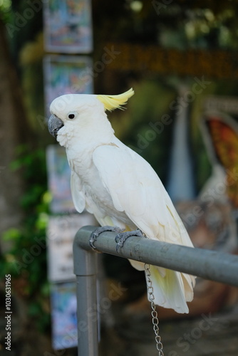 The white cockatoo (Cacatua alba) - Close up details of the white parrot, the white parrot in the wild