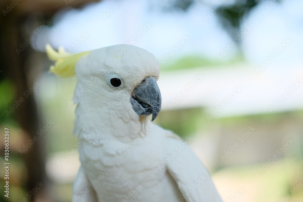 The white cockatoo (Cacatua alba) - Close up details of the white parrot, the white parrot in the wild The white cockatoo (Cacatua alba) - Close up details of the white parrot, the white parrot in the wild
