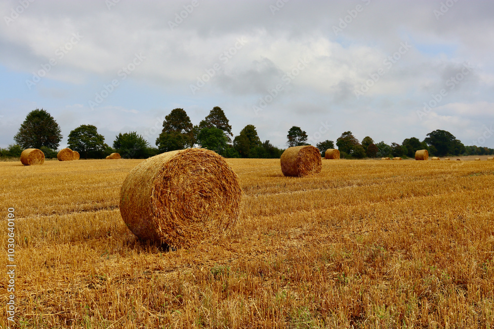 Field of round hay bales in autumn