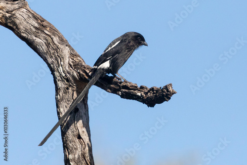 Magpie Shrike or African Long-tailed Shrike (Urolestes melanoleucus) perched on dead tree, Limpopo, South Africa
 photo