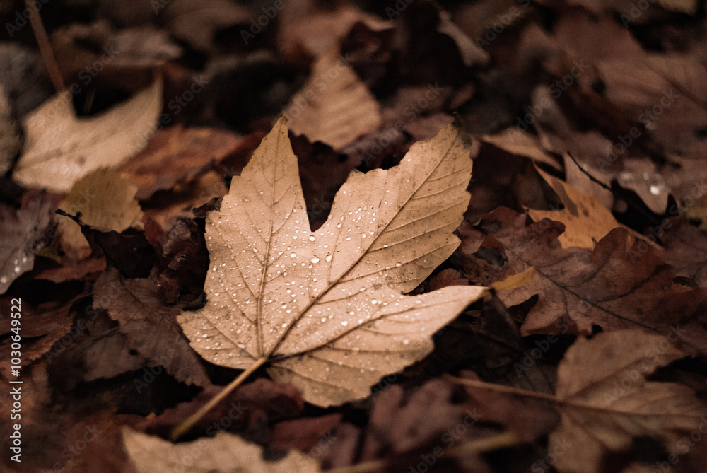 Close-up shot of fallen leaves on the ground. Autumn leaves are covered with raindrops
