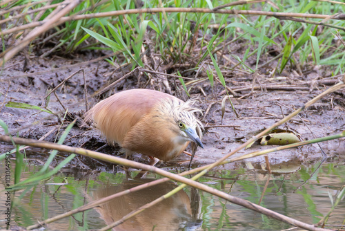 Squacco Heron (Ardeola ralloides) hunting in wetlands amongst reeds, Limpopo, South Africa photo