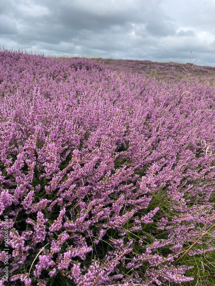 Obraz premium Heideblüte, blühende Heide