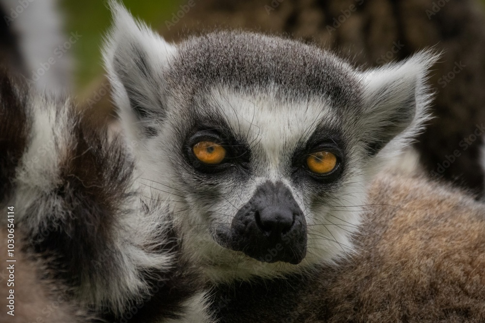 Obraz premium lemur on a tree