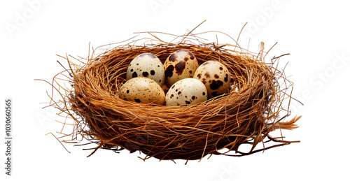 Closeup image of quail eggs isolated on transparent background