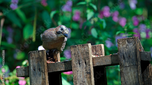 Eurasian jays at a woodland site