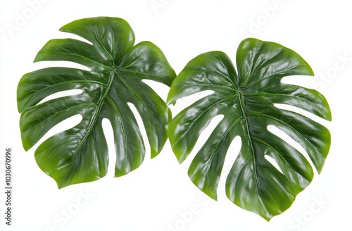 Monstera leaves with isolated leaves on transparent background