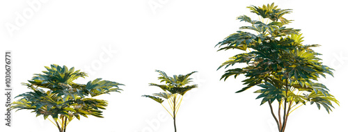 Fatsia japonica (Japanese fatsi, paperplant, false castor oil plant, Japanese aralia) evergreen shrub frontal isolated png on a transparent background perfectly cutout sunset lighting photo