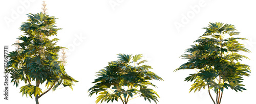 Fatsia japonica (Japanese fatsi, paperplant, false castor oil plant, Japanese aralia) evergreen shrub frontal isolated png on a transparent background premium cutout sunset lighting