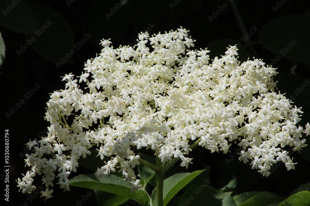 Fleur de sureau, Sambucus nigra Fleur de sureau, Sambucus nigra