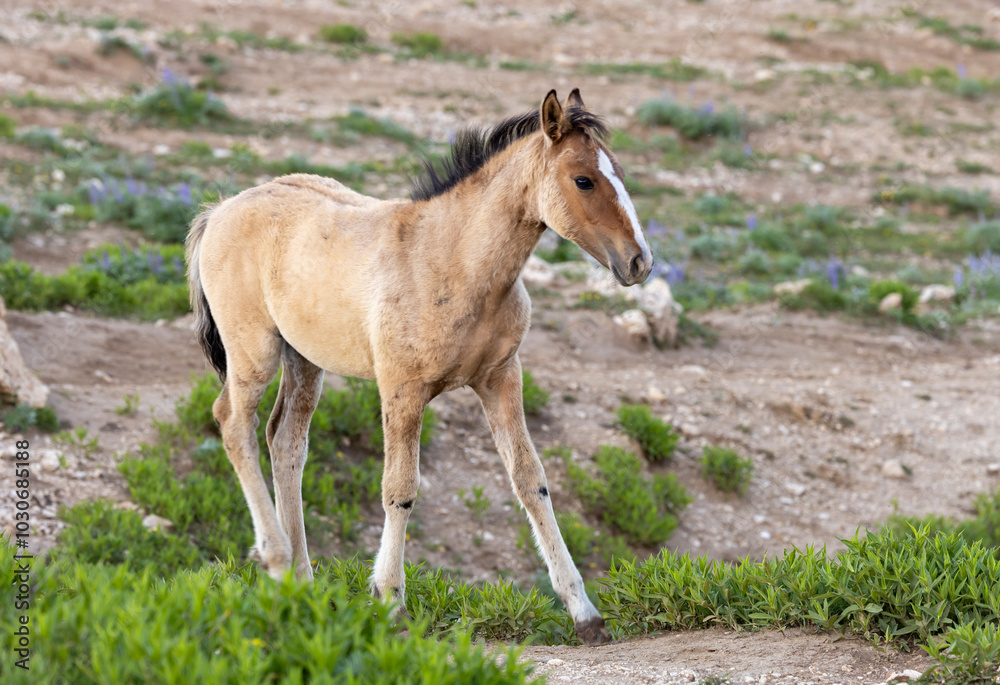 Wild Horse Foal in the Pryor Mountains Montana in Summer Wild Horse Foal in the Pryor Mountains Montana in Summer