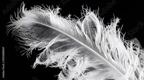 feather on black photo