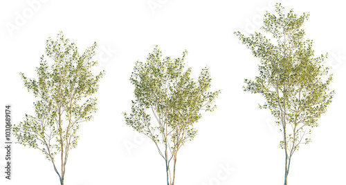 Fototapeta Naklejka Na Ścianę i Meble -  Populus alba frontal set trees isolated png in sunset lighting on a transparent background premium cutout (Chinese white poplar or Peking poplar)