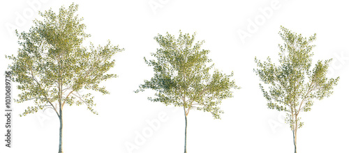 Fototapeta Naklejka Na Ścianę i Meble -  Populus alba frontal trees isolated png in sunset lighting on a transparent background premium cutout (Chinese white poplar or Peking poplar)