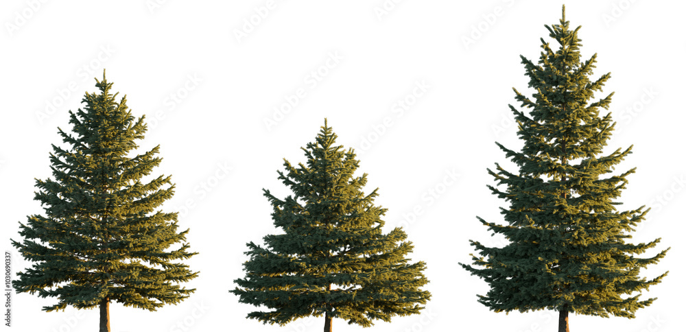 Obraz premium Picea pungens colorado blue green spruce evergreen pinaceae needled tree isolated png on a transparent background premium cutout sunset lighting
