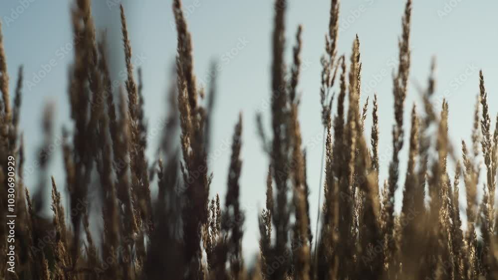 Dry grass swaying gently in a sunlit field captures a tranquil ambiance, as the warm hues of the setting sun create a peaceful and calming scene Dry grass swaying gently in a sunlit field captures a tranquil ambiance, as the warm hues of the setting sun create a peaceful and calming scene