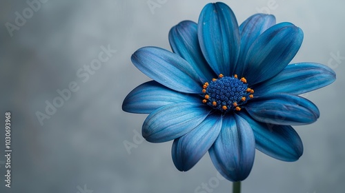 Single, Vibrant Blue Osteospermum Flower in Bloom Isolated Against a Soft Grey Background with copy space