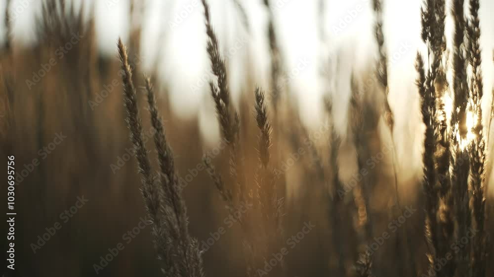 Golden hour sunlight bathes tall wild grass, creating a warm glow as the breeze gently sways the blades. A tranquil scene unfolds, showcasing the beauty of nature at dusk