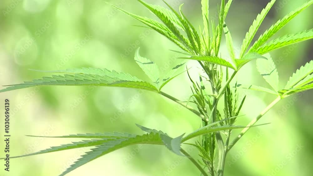 Close-up of cannabis Green leaves and grass field in summer, nature's green beauty
