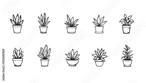 Minimalist potted succulents and cacti vector set