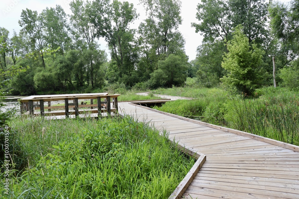 The empty wood boardwalk in the wetlands at the park. The empty wood boardwalk in the wetlands at the park.