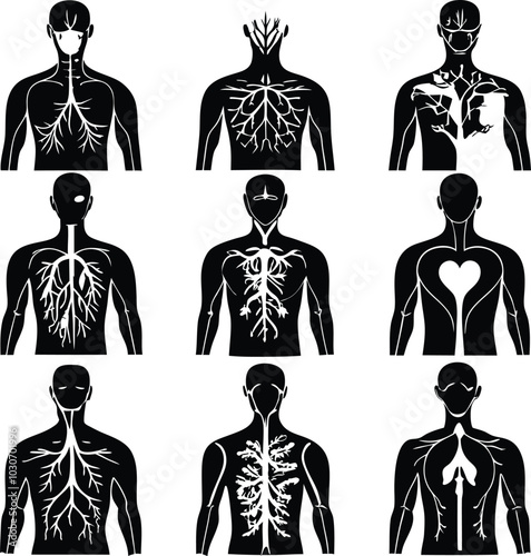 Superior vena cava silhouette vector illustration.