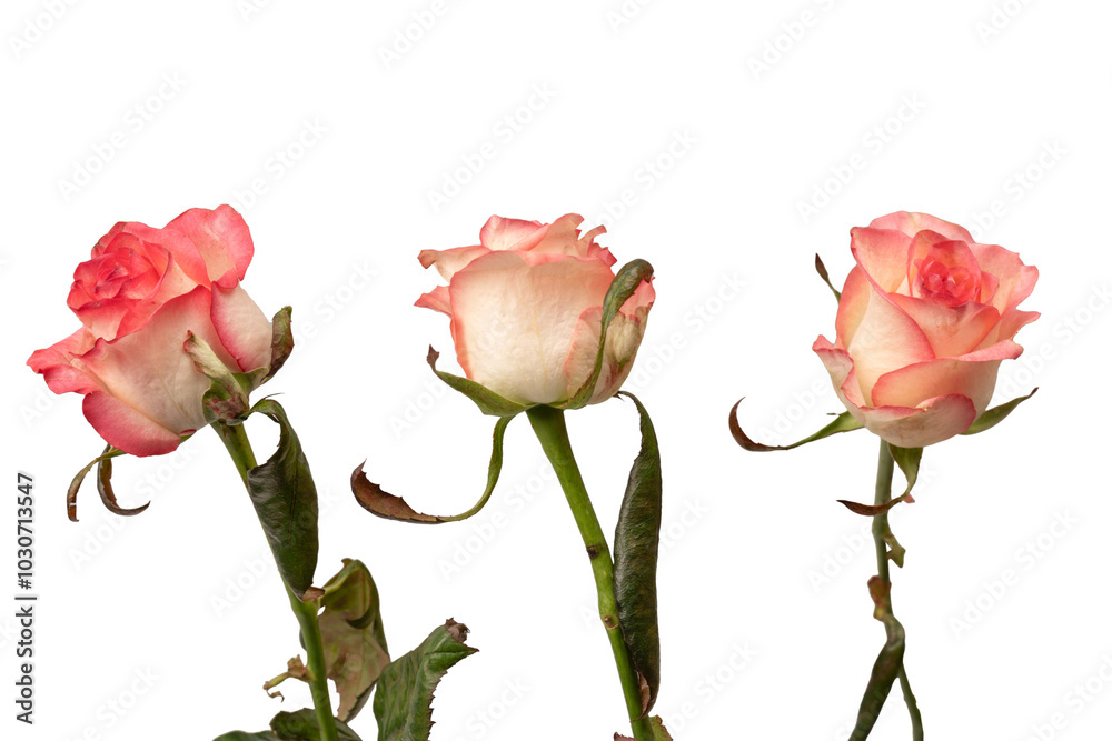 Pink and white beautiful rose isolated on a white background. Pink and white beautiful rose isolated on a white background.