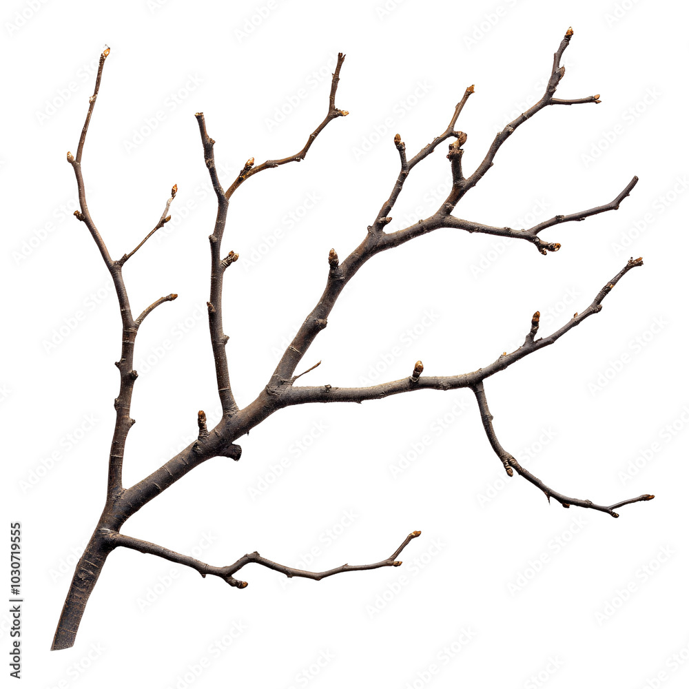 Branch with Buds Ready for Spring Growth Branch with Buds Ready for Spring Growth