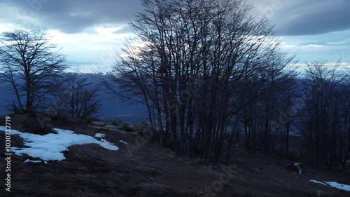 sunset in the forest