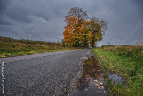 AUTUMN - Puddle by roadside and yellowed leaves of maple trees growing along the road 