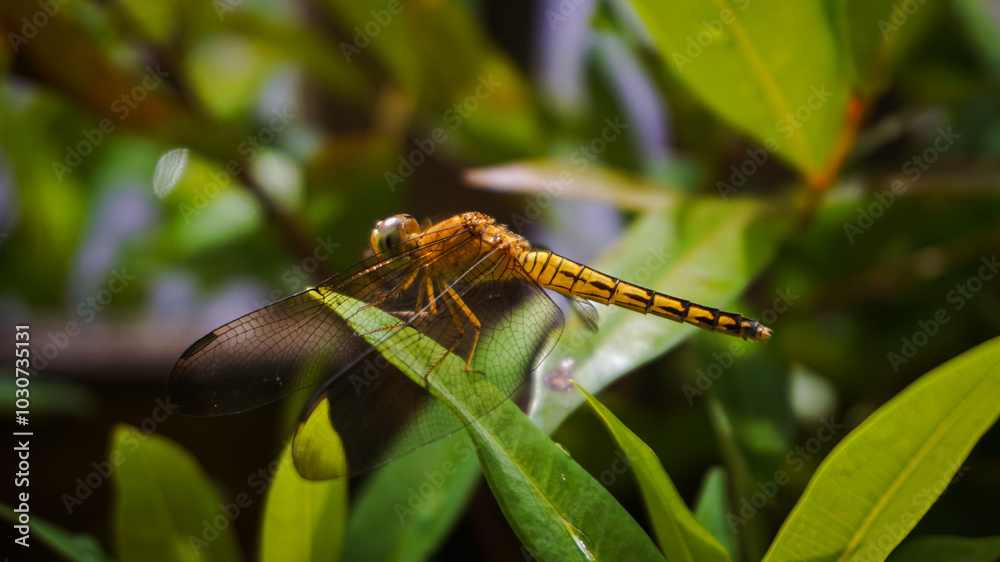 This photo was taken using a Sony camera, this yellow dragonfly perched on a red leaf tree This photo was taken using a Sony camera, this yellow dragonfly perched on a red leaf tree