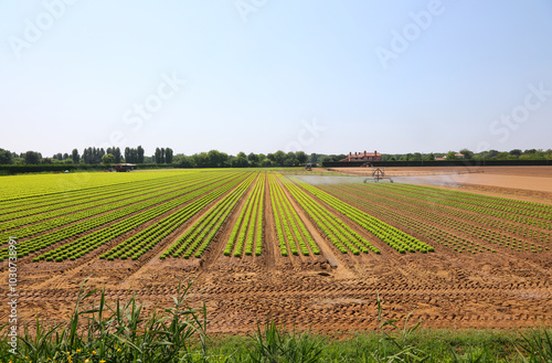 large field of green lettuce with lush heads arranged in neat long rows in summer without people photo