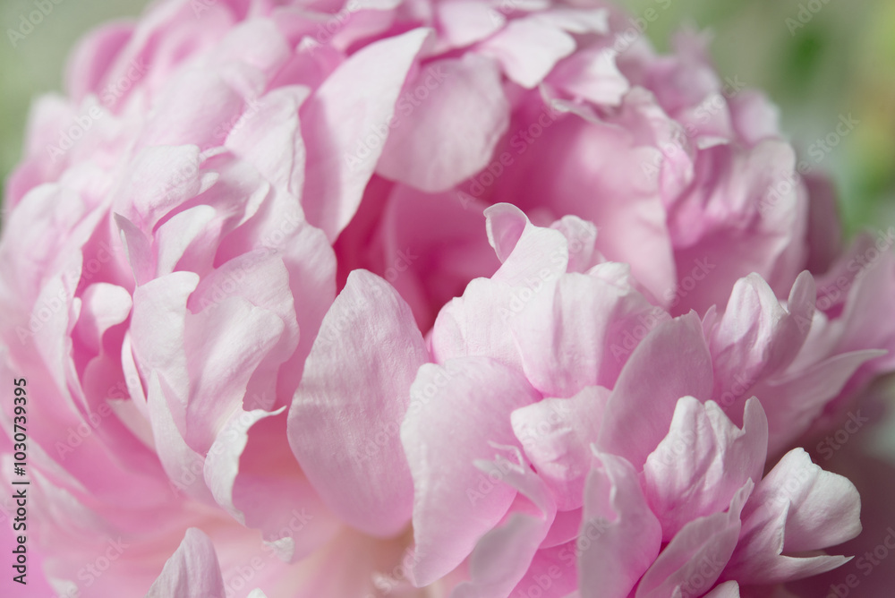 Close up of pink peony, pink flower petals as a background for design Close up of pink peony, pink flower petals as a background for design