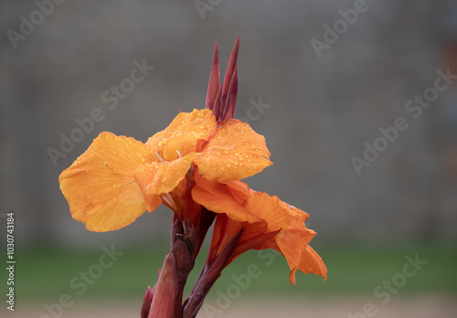 orange flower Canna troppicaa  gold 