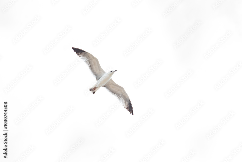 Obraz premium Seagulls flying in abstract and creative version