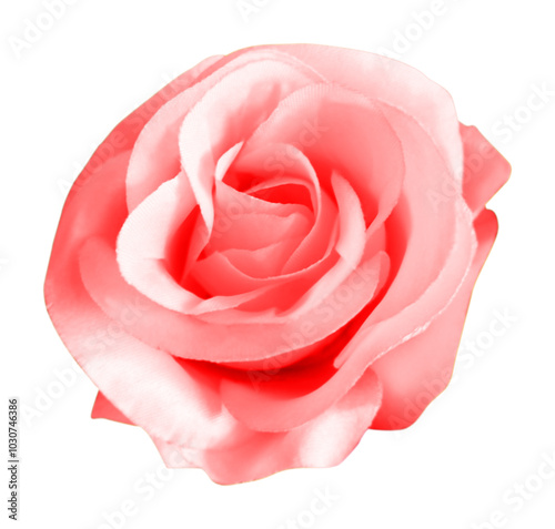 close up of rose flower on white background with clipping path and full depth of field