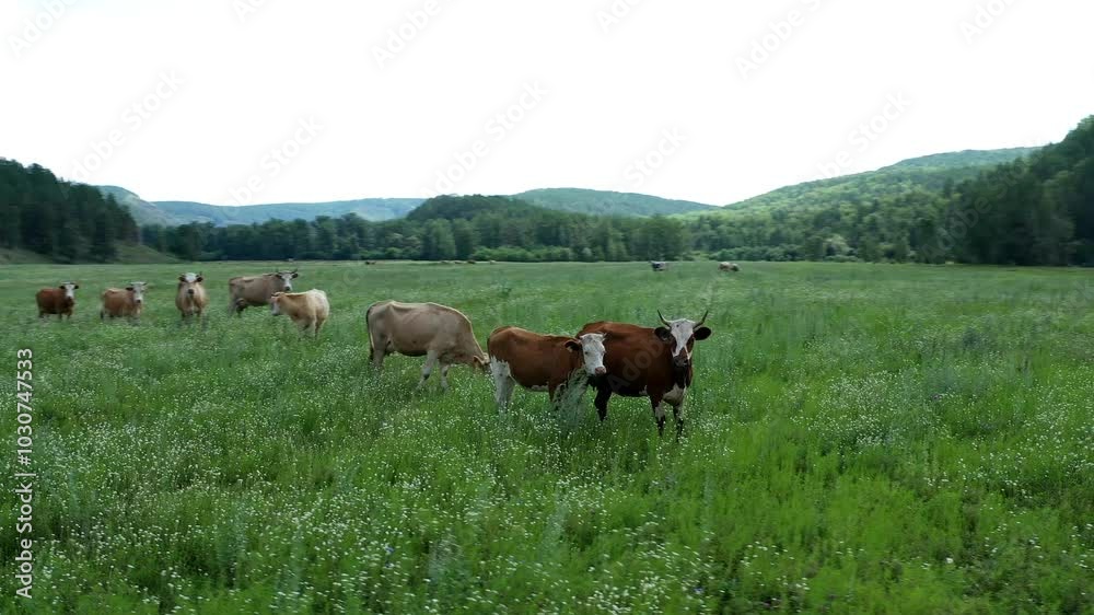 Herd of cows enjoys a peaceful day grazing in a lush green field, surrounded by a picturesque forest Herd of cows enjoys a peaceful day grazing in a lush green field, surrounded by a picturesque forest