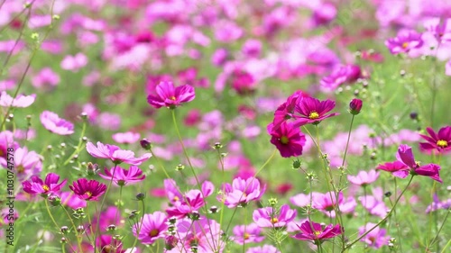 秋の風に揺れるコスモスの花