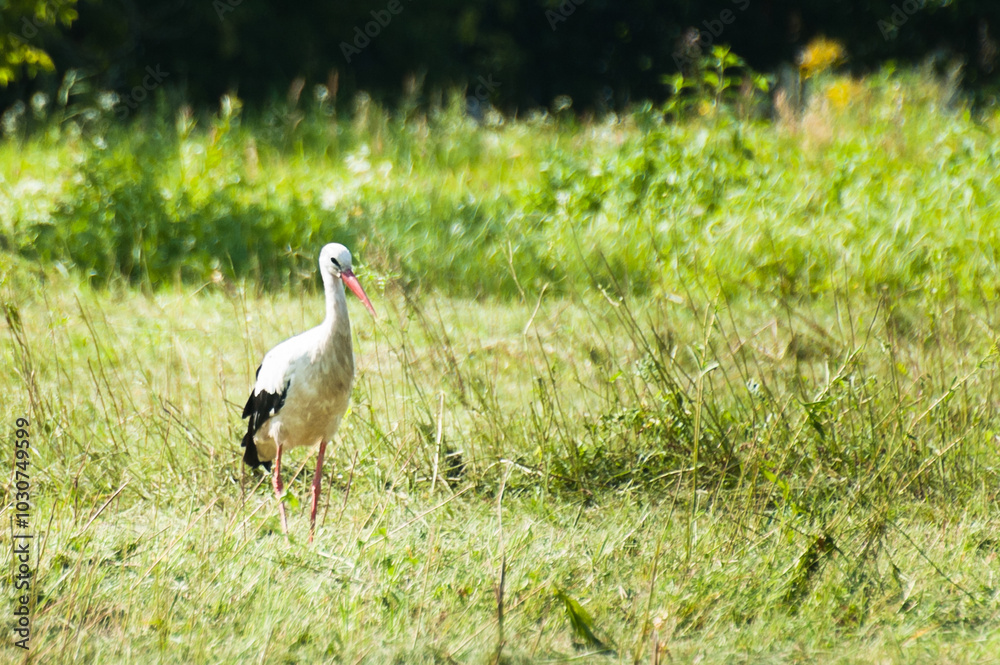 Obraz premium white stork on a green meadow in summer